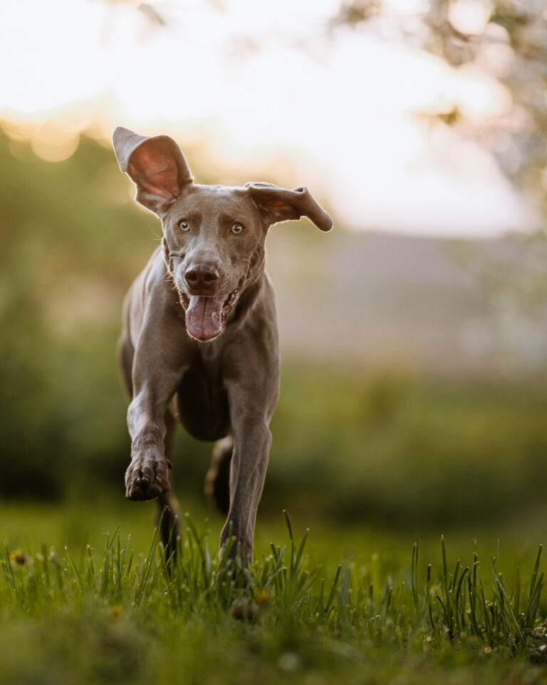 Dobre jedzenie dla psa a potrzeby żywieniowe w zależności od rasy, poziomu aktywności i kondycji