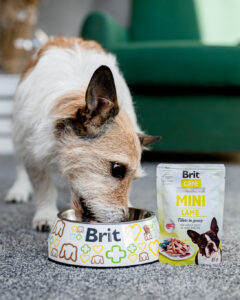 Jak prawidłowo podawać mokrą karmę dla psa w diecie mieszanej?